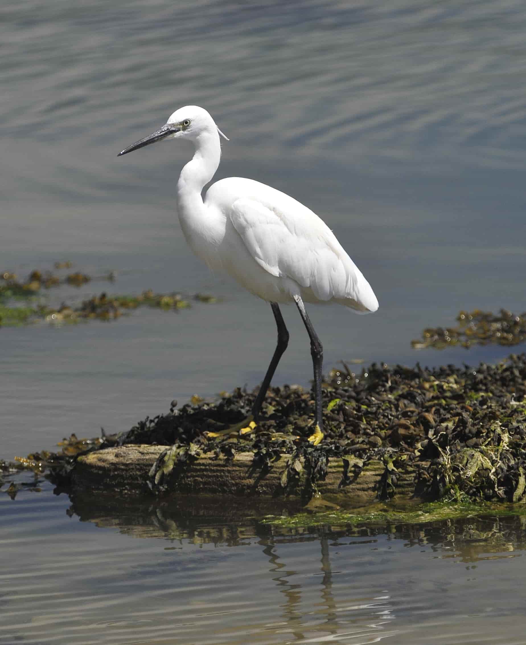 Aigrette au bord de l'eau