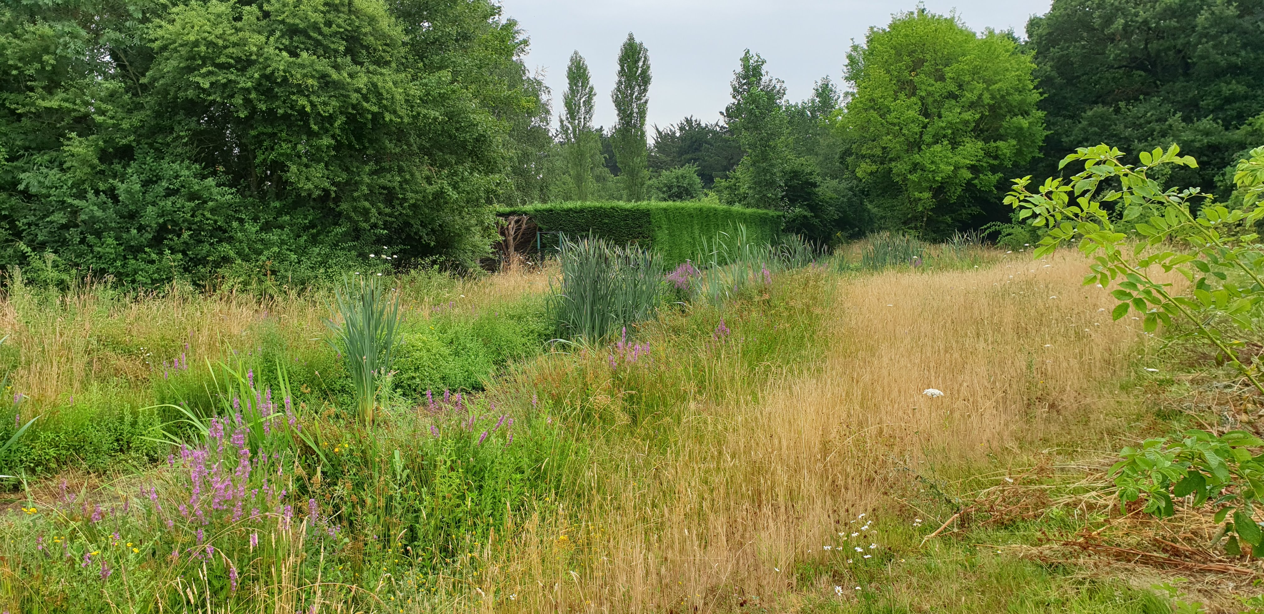 Restauration de l'Issoire au domaine de la Chabotterie à Montréverd (85) : après travaux