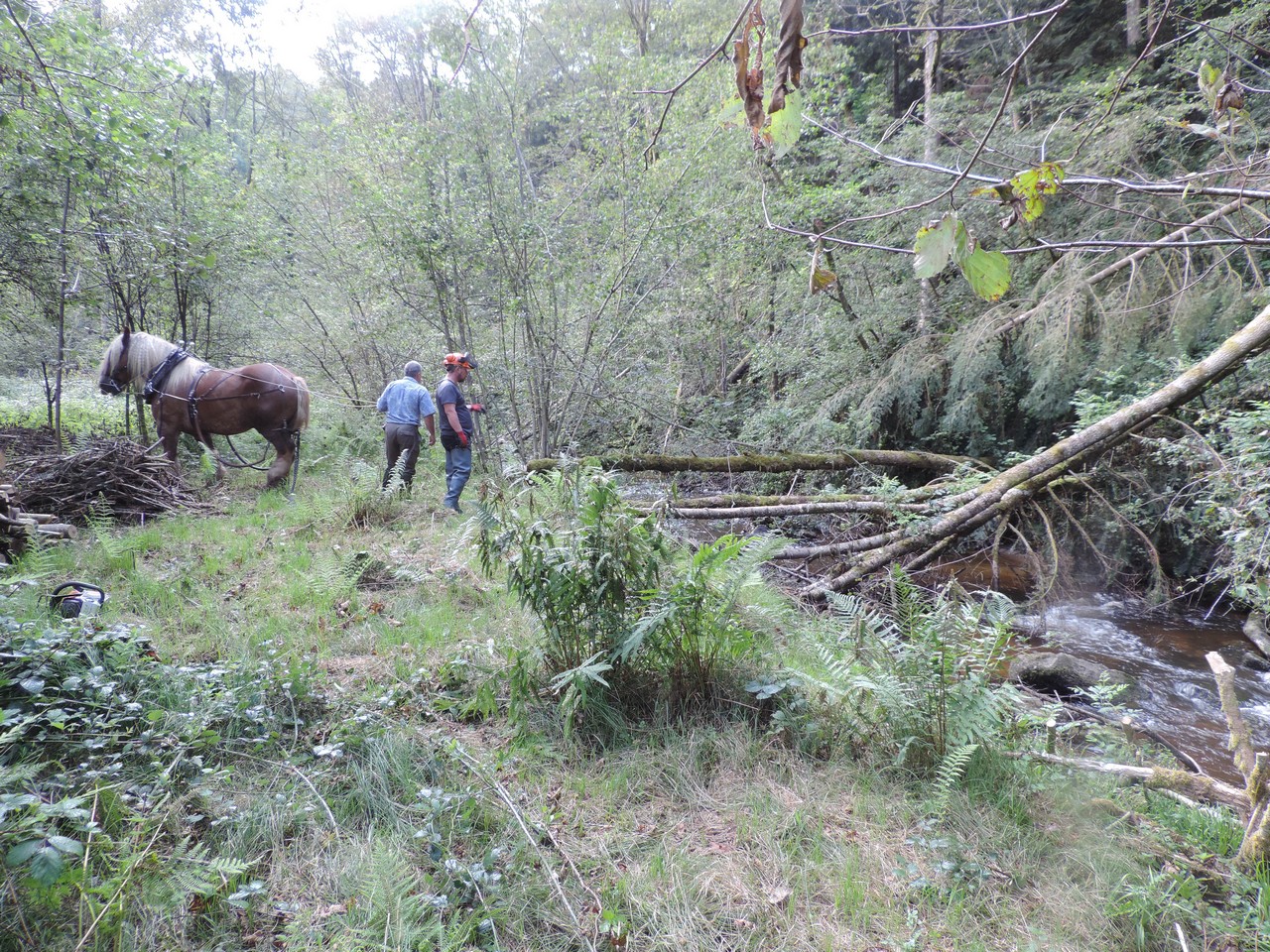 Photo d'illstration de débardage à cheval