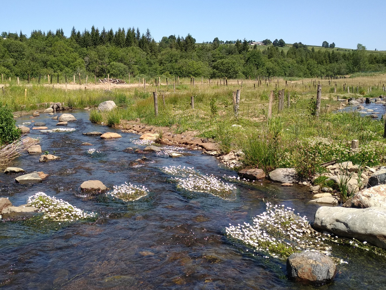 L’effacement d’un plan d’eau permet au Lignon du Velay de retrouver son lit naturel - « Le Lignon retrouvé » post travaux de génie végétal après une année de végétation (vue Nord Ouest)