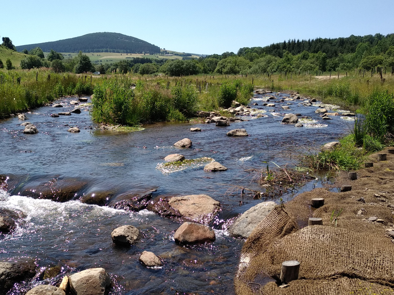 L’effacement d’un plan d’eau permet au Lignon du Velay de retrouver son lit naturel - « Le Lignon retrouvé » post travaux de génie végétal après une année de végétation (vue Sud en direction du Mont Signon)
