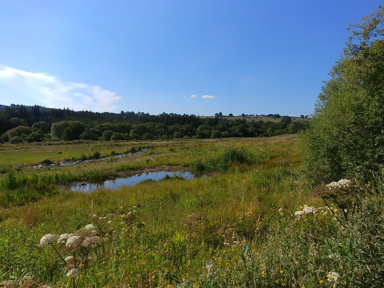 L’effacement d’un plan d’eau permet au Lignon du Velay de retrouver son lit naturel - « Le Lignon retrouvé » post travaux de génie végétal après une année de végétation (vue en direction de l’Ouest de la zone humide renaturée et du Lignon)