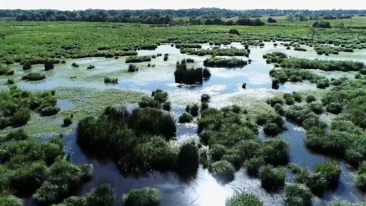 Marais de la Brière (44)