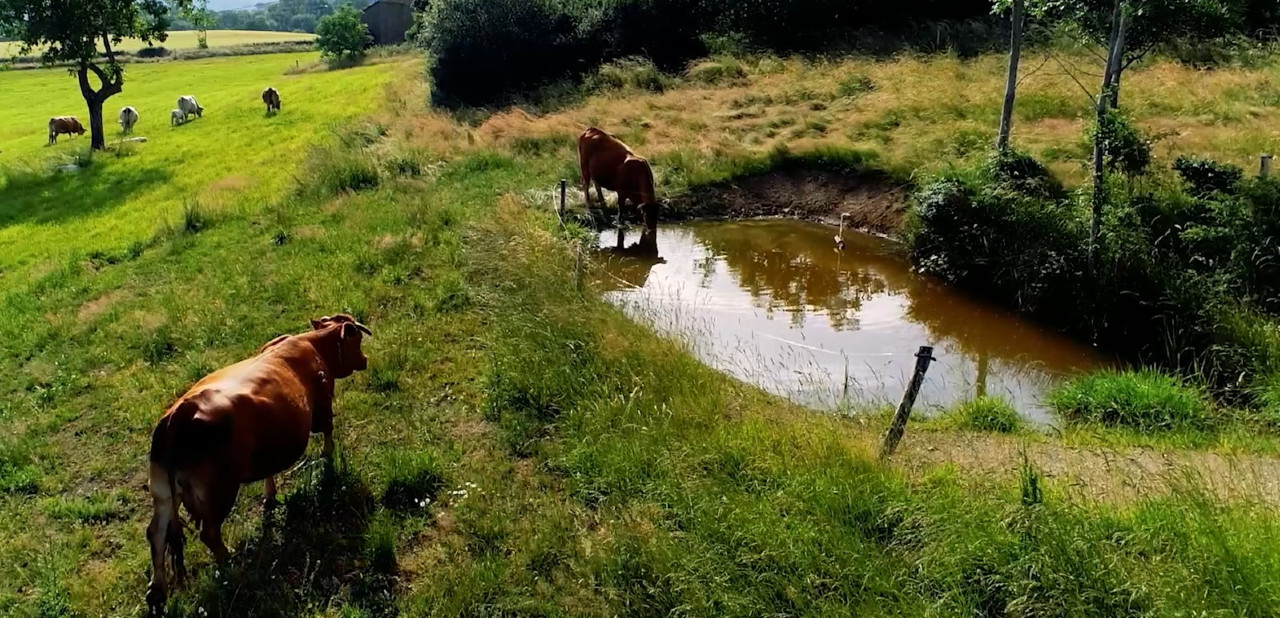 Bétail et faune sauvage retrouvent une eau de qualité en quantité