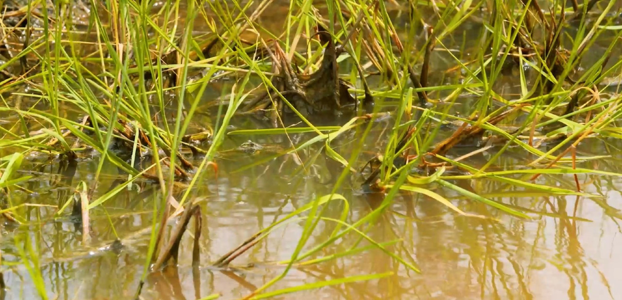 Avec des mares restaurées, crapauds, grenouilles, libellules, insectes ont retrouvé des zones de reproduction