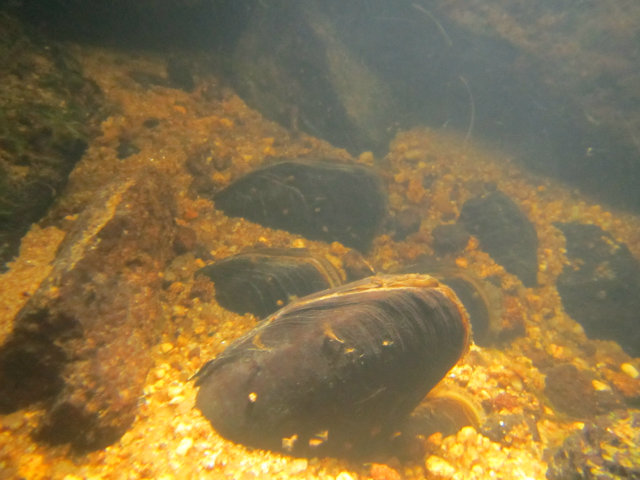 Phto de mulette perlière