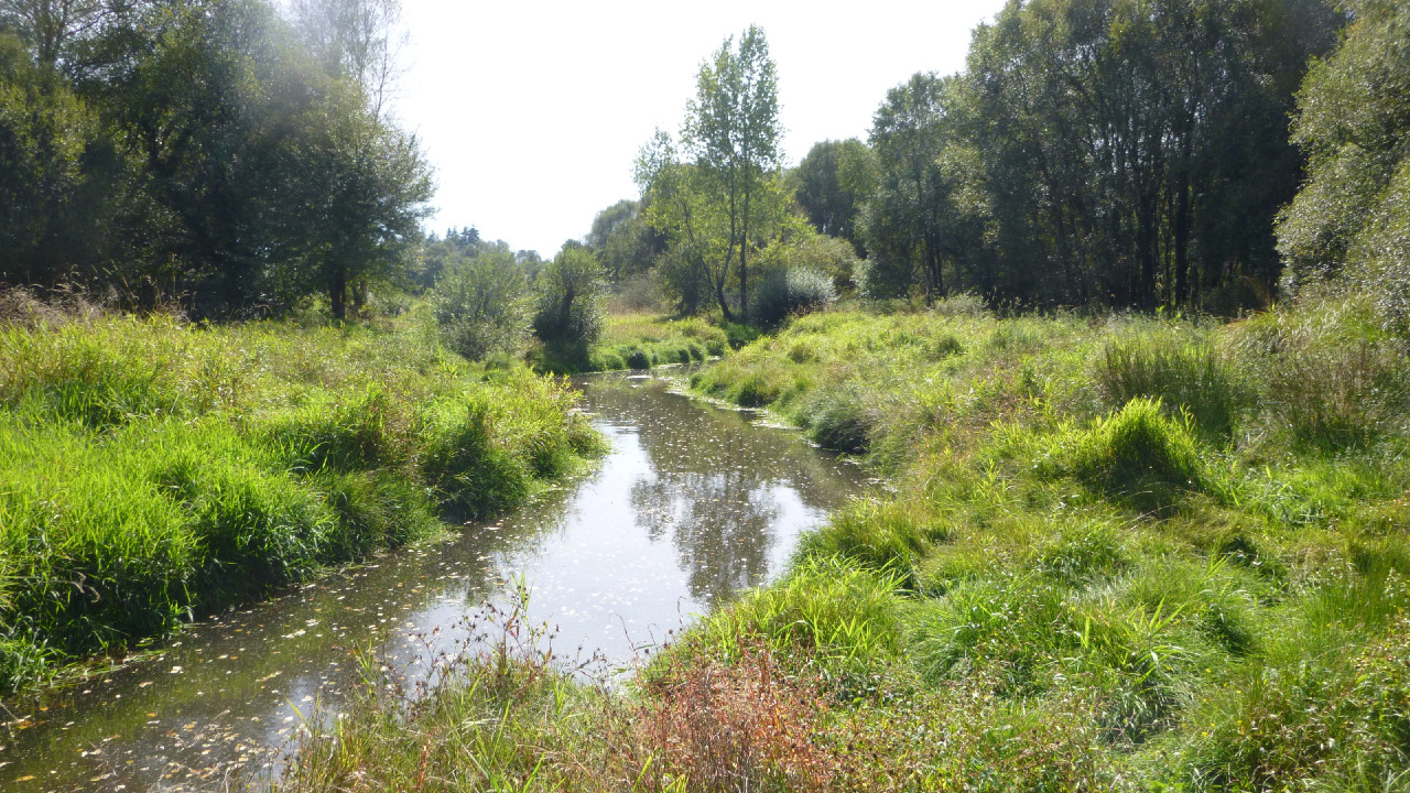 Rivière Ellé, un an après les travaux de reméandrage