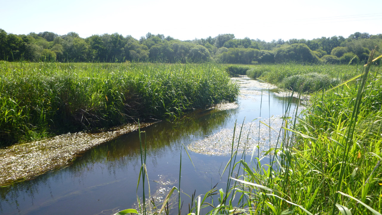 Rivière Ellé, au printemps 2020 – présence de renoncules aquatiques