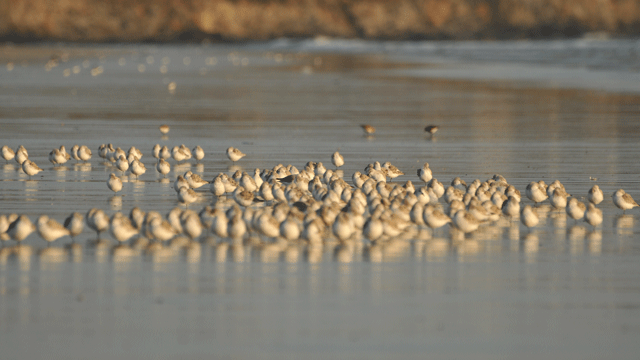 Groupe de Bécasseau Sanderling au repos