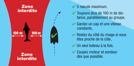 Extrait des bonnes pratiques en mer pour éviter le dérangement des mammifères marins (Al Lark)