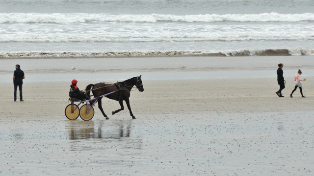 Sulky sur la plage de Saint-Anne-la-Palud