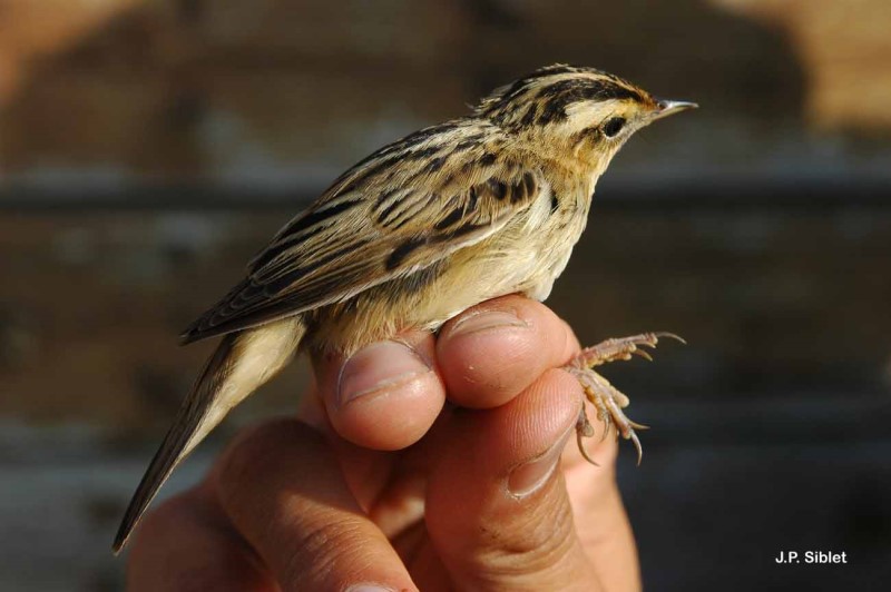 Photo d'un Phragmite aquatique (Acrocephalus paludicola)