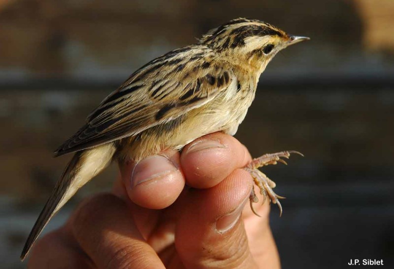 Photo d'un Phragmite aquatique (Acrocephalus paludicola)