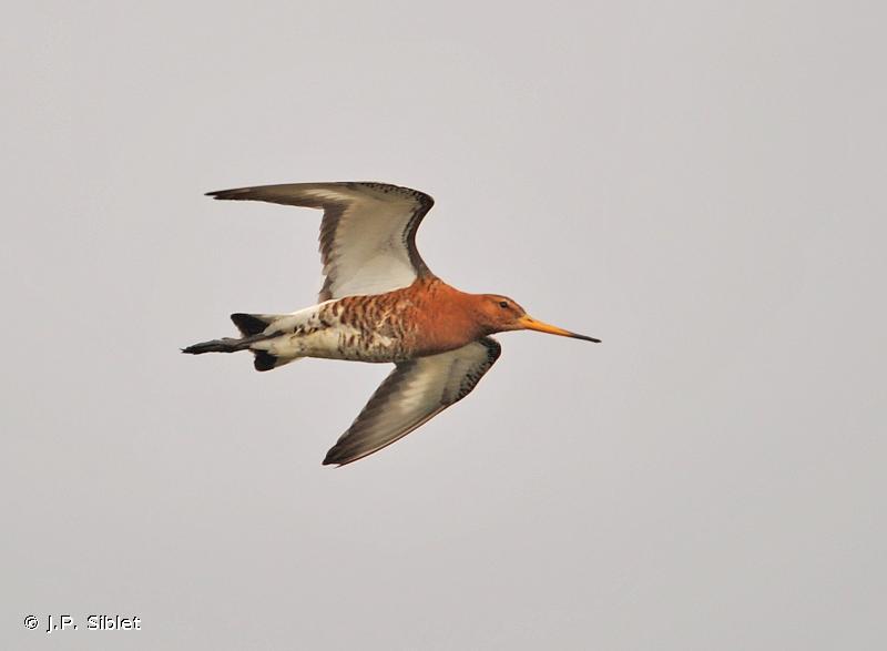 Photo d'une Barge à queue noire (Limosa limosa)