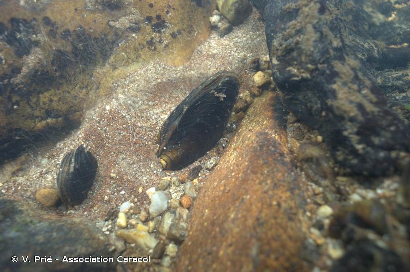 Photo d'une Moule perlière (Margaritifera margaritifera)