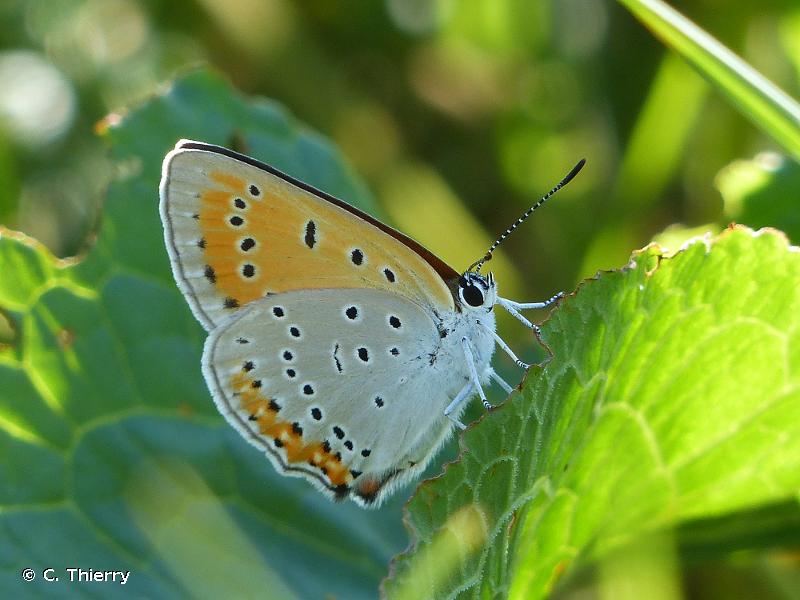 Photo d'un Cuivré des marais (Lycaena dispar)