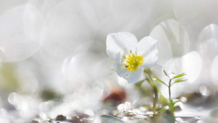 Photo d'inflorescence et feuilles de Flûteau nageant