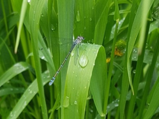 Photo d'un Agrion jouvencelle