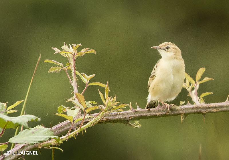 Photo du Cisticole des joncs (Cisticola juncidis)