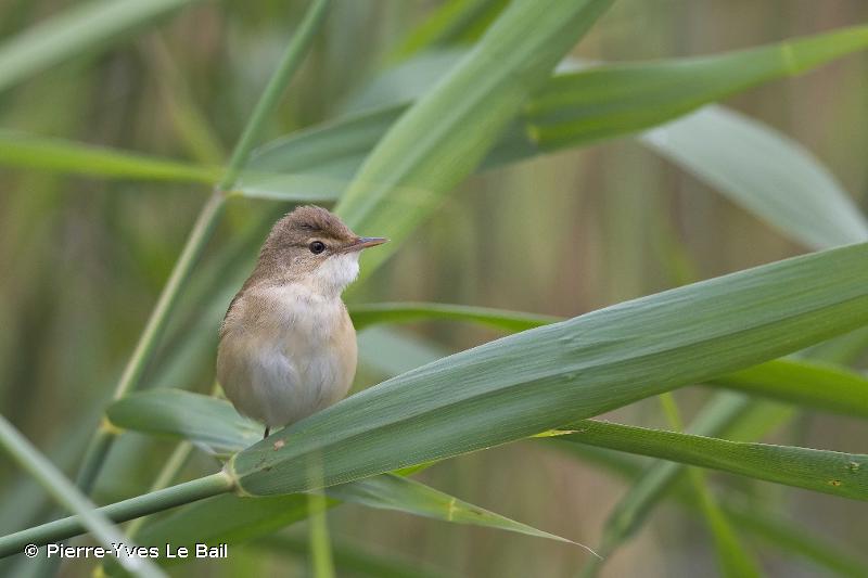 Photo d'une rousserole effarvate (Acrocephalus scirpaceus)