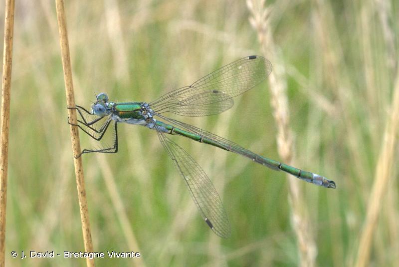 Photo d'un Leste dryade, une demoiselle