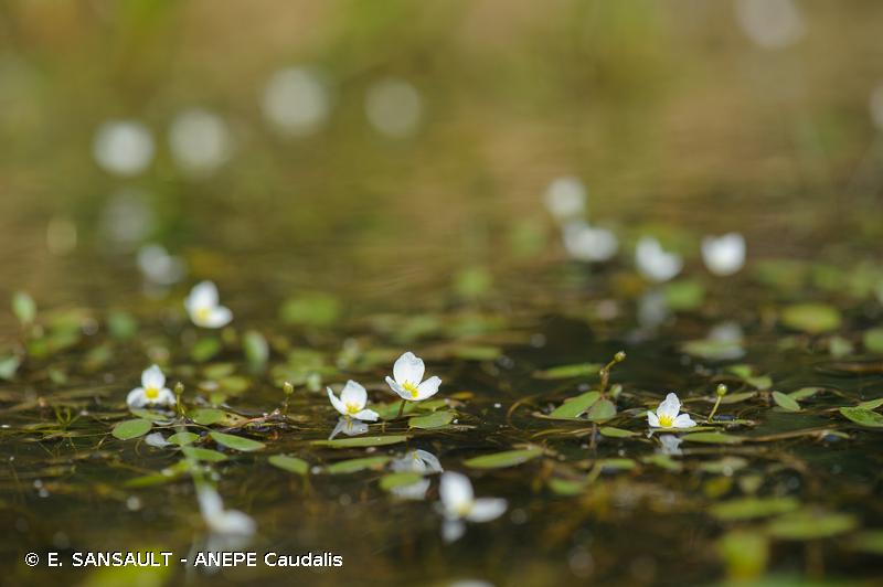 Photo d'un Flûteau nageant (Luronium natans)