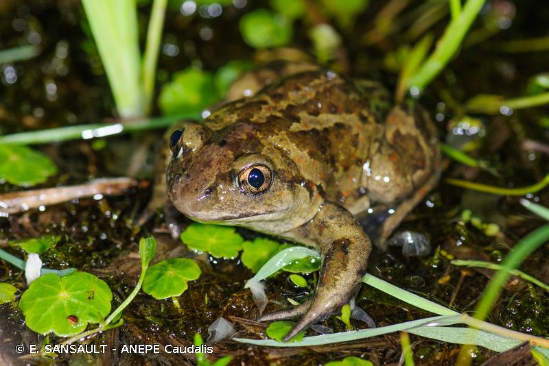 Phto d'un Pelobate brun