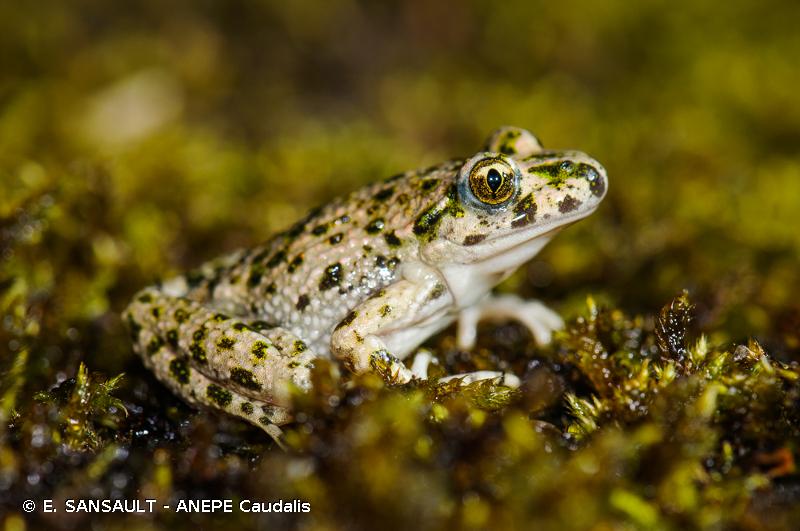 Photo d'un pélodyte ponctué