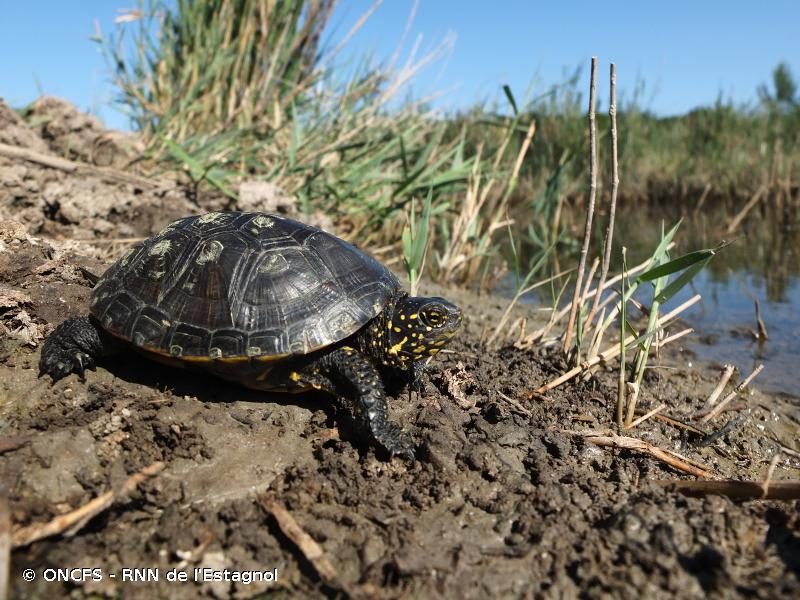 Photo d'une cistude d'Europe