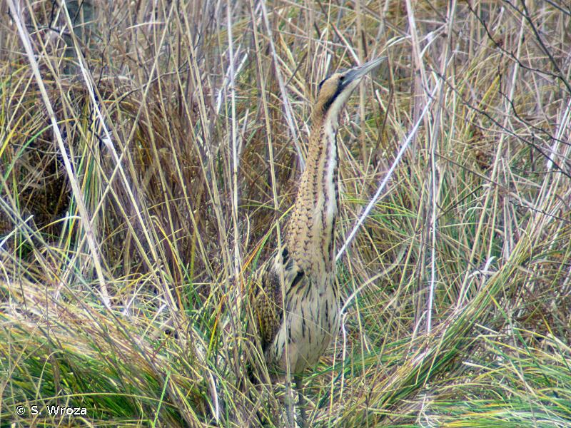 Photo d'un Butor étoilé (Botaurus stellaris)