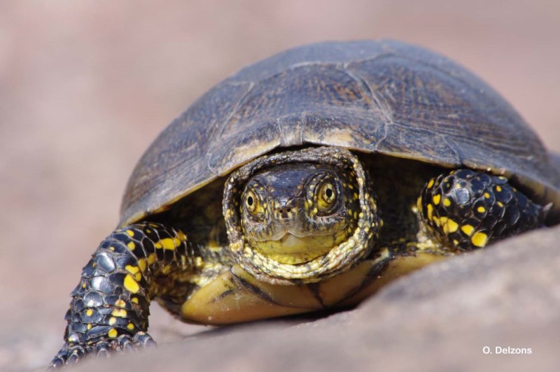 Photo d'une Cistude d'Europe (Emys orbicularis)