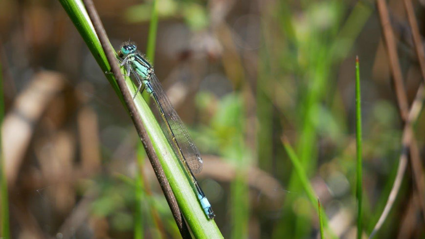 Photo d'un Agrion élégant
