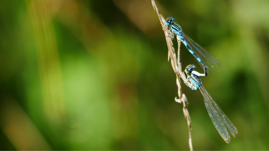 Photo d'un Agrion mignon