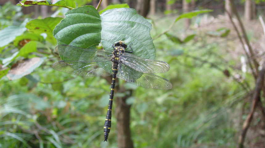 Photo d'un Cordulégastre annelé