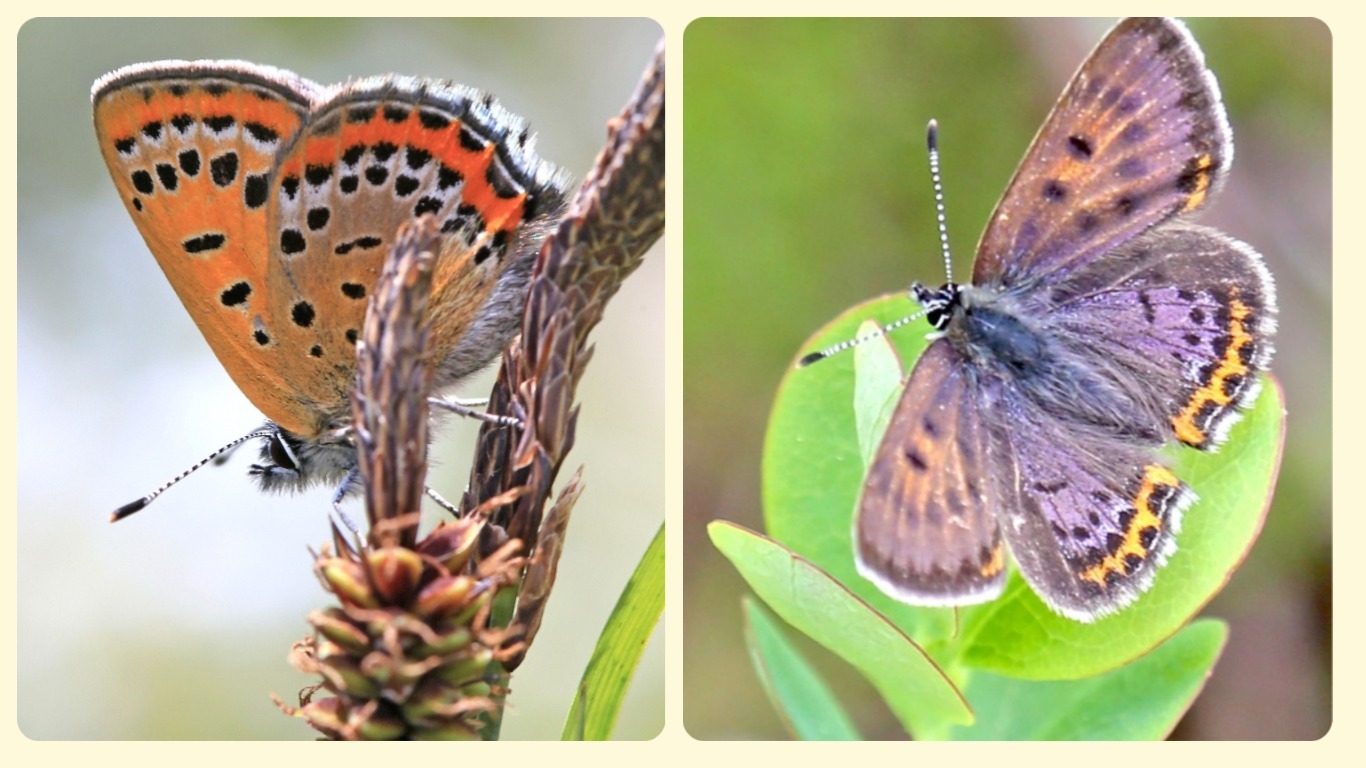 Photo Cuivré de la Bistorte