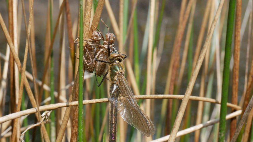 Photo d'une Cordulie bronzée