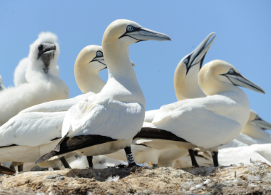 Photo d'un fou bagué