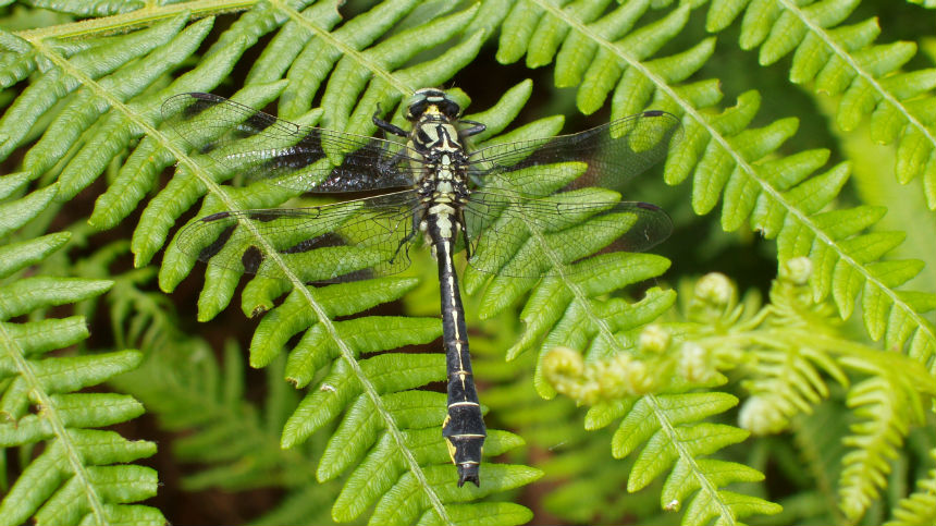 Photo d'une Gomphe vulgaire