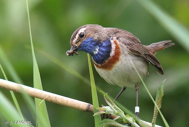 Photo d'un Gorgebleue à miroir (Luscinia svecica)