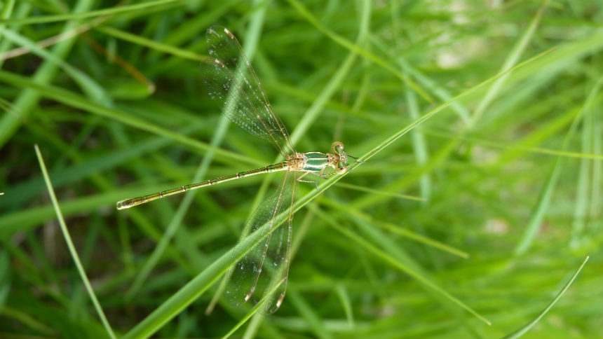 Photo d'une Leste sauvage