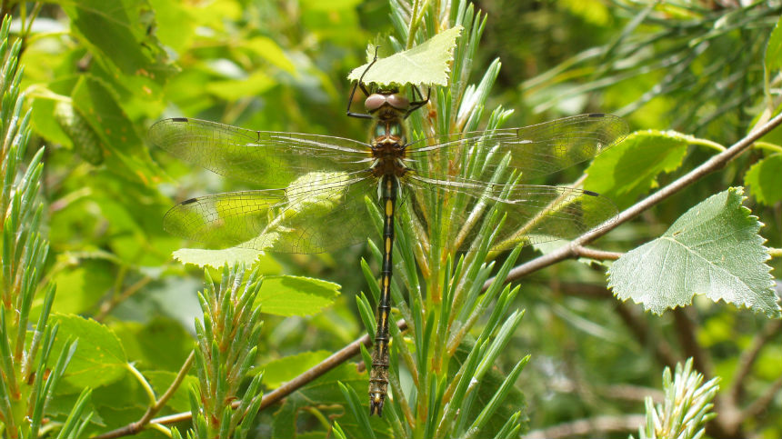 Photo d'une Cordulie à corps fin