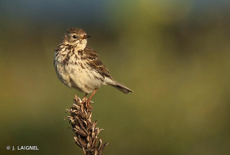 Photo de Pipit farlouse (Anthus pratensis)