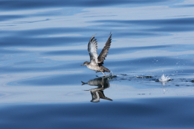 Photo d'un puffin des Baléares