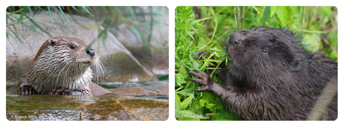 Photo d'une loutre et d'un castor