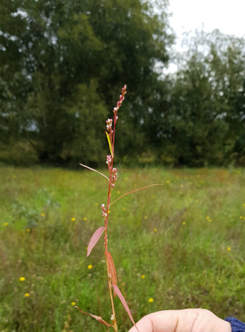 Photo d'une Renouée fluette