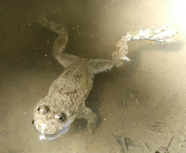 Photo d'un sonneur à ventre jaune